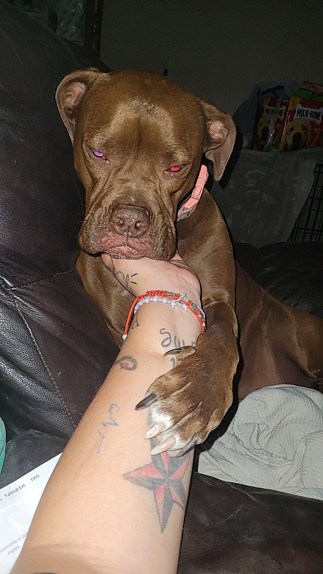 Kiki joined the competition — help win amazing prizes! canidae, carnivore, companion_dog, cover_up, dog, dog_breed, elbow, fawn, flesh, human_leg, liver, sleeve, snout, sporting_group, t_shirt, tattoo, temporary_tattoo, working_animal, wrinkle, wrist