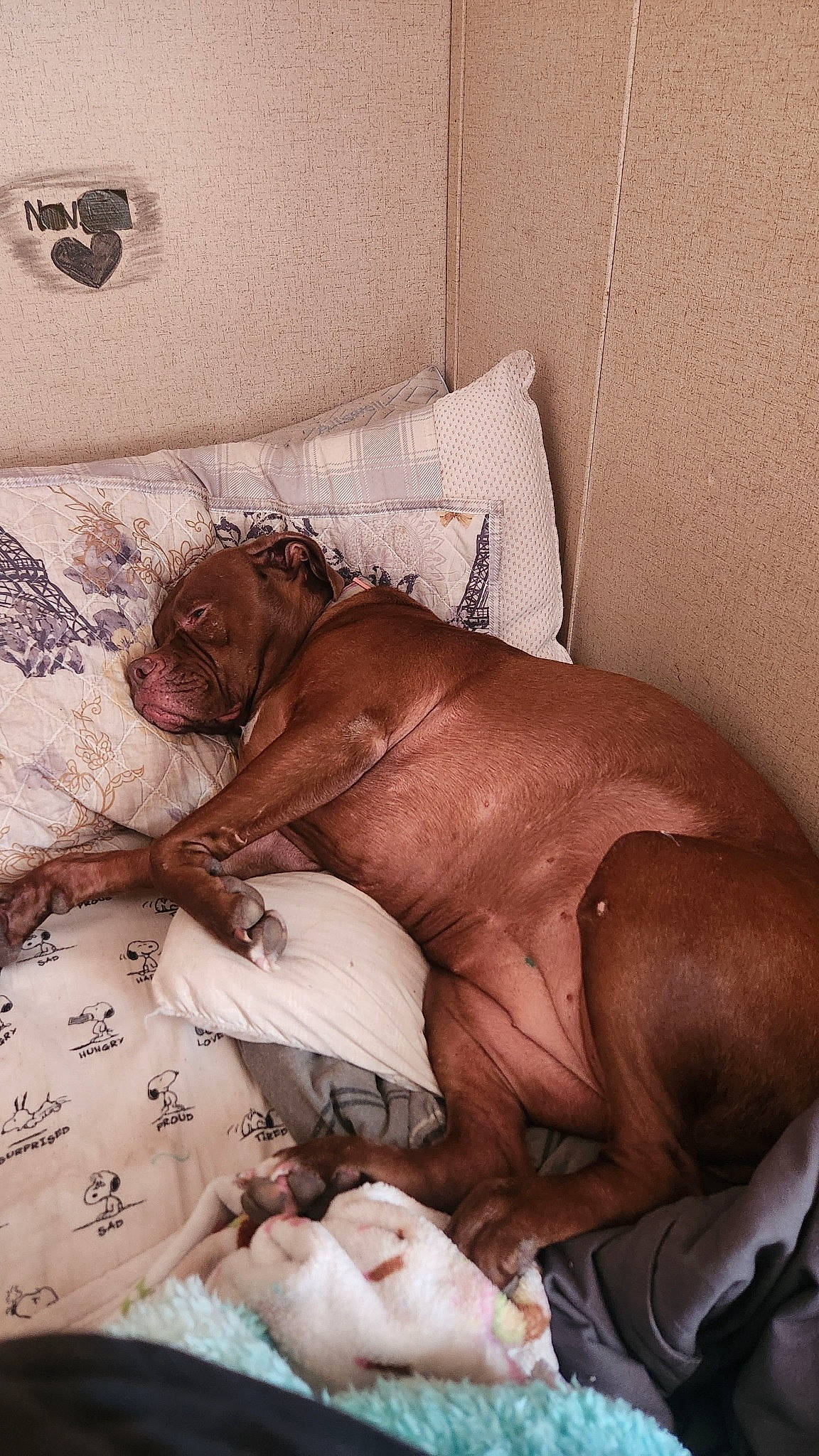 Kiki joined the competition — help win amazing prizes! barechested, bed, bed_sheet, bedding, bedroom, bedtime, canidae, chest, comfort, companion_dog, fawn, flesh, foot, human_leg, knee, linens, liver, room, thigh, wrinkle