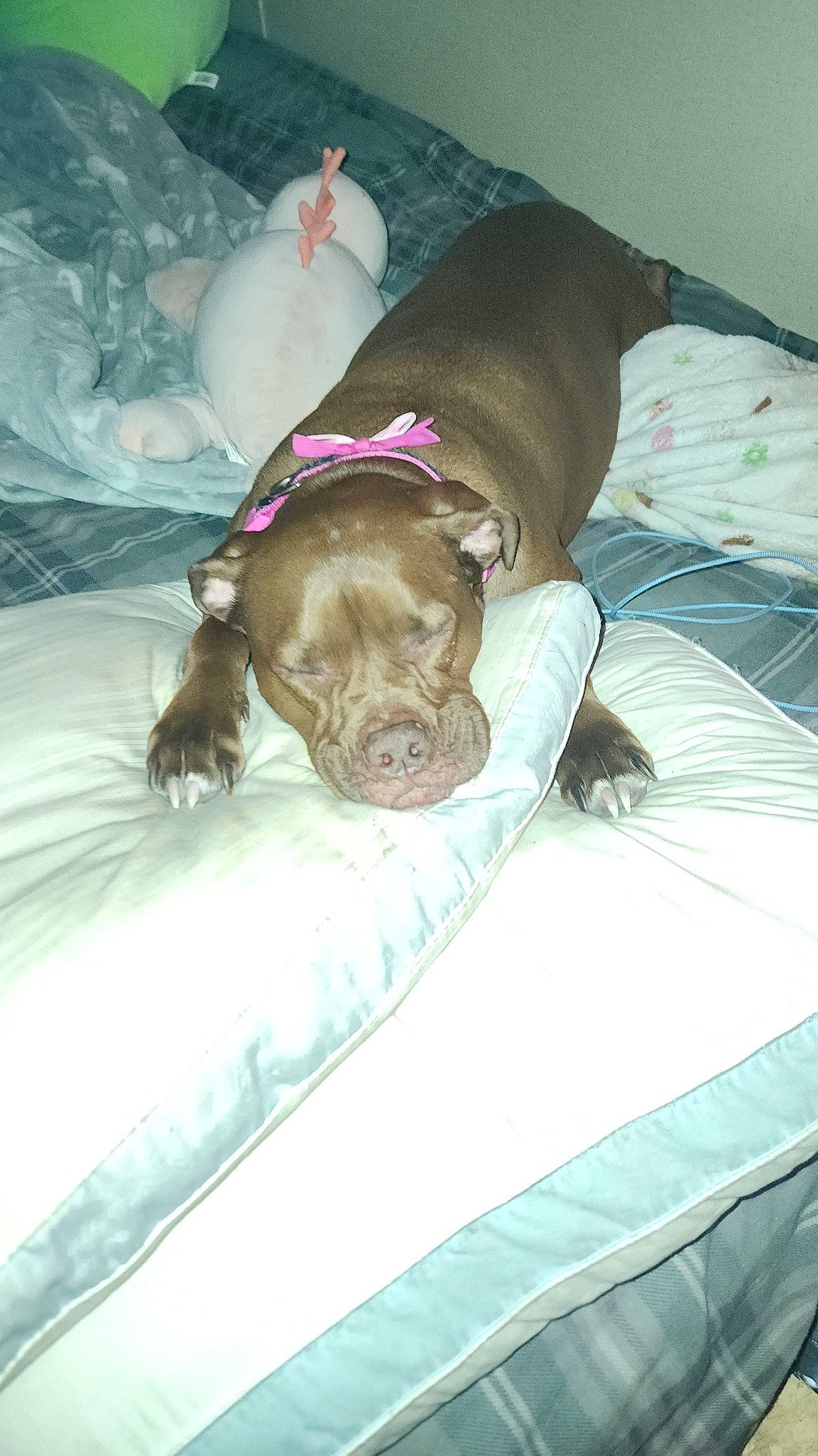 Kiki joined the competition — help win amazing prizes! bed, bed_sheet, bedding, canidae, carnivore, comfort, companion_dog, dog, dog_breed, dog_supply, duvet, fawn, fur, linens, liver, mammal, sporting_group, toy_dog, vertebrate, working_animal