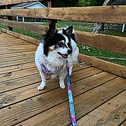 Lily-Ann joined the competition — help win amazing prizes! animal, canine, closeup, companion, daylight, dog, fur, grass, greenery, harness, leash, nature, outdoor, park, pet, standing, tree, walk, wooden_deck, wooden_fence