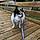 Lily-Ann