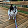 Lily-Ann