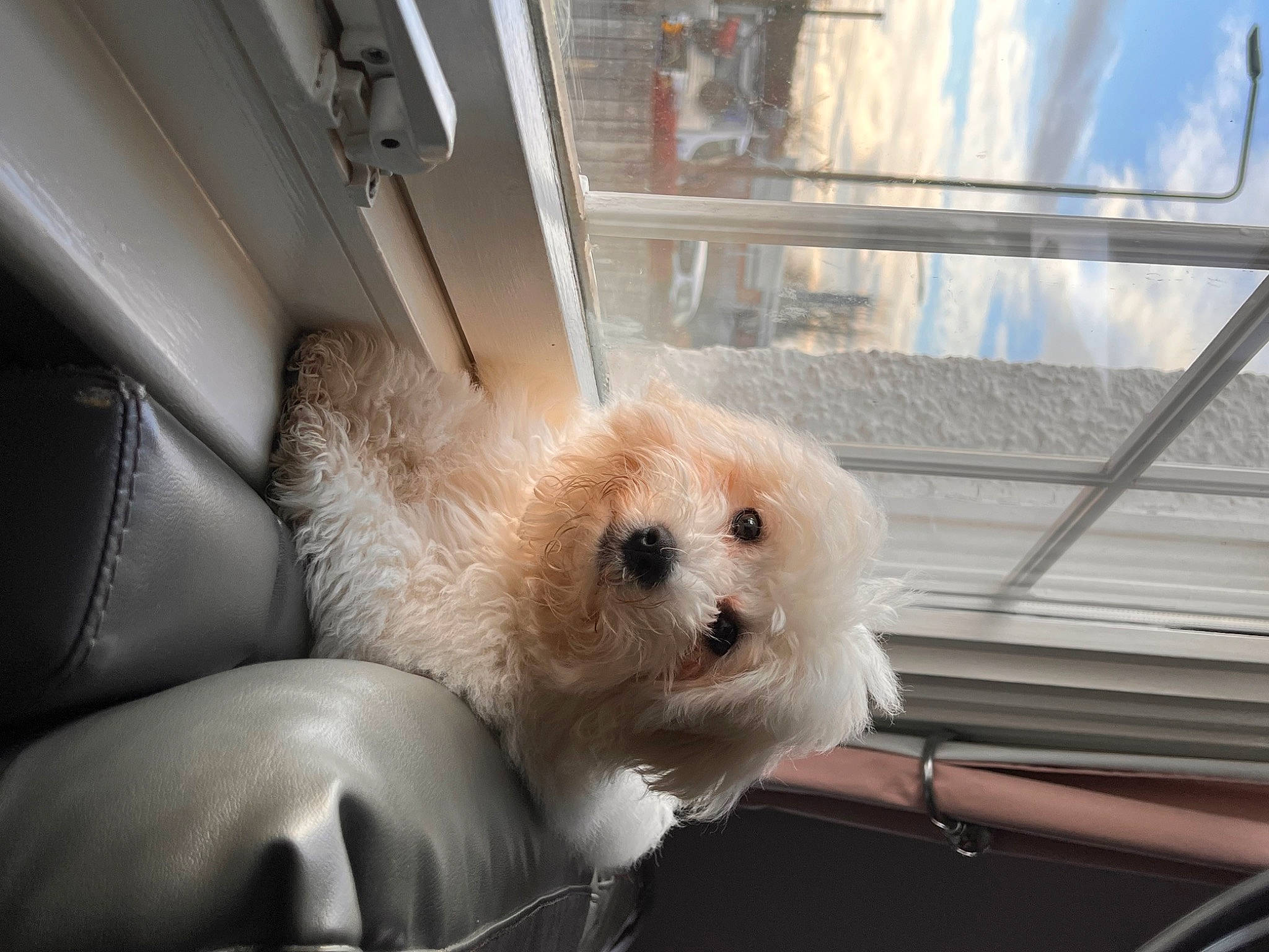 Coda is registered to the contest to win money with this photo: automotive_exterior, car, carnivore, cloud, companion_dog, dog, dog_breed, fawn, fur, pomeranian, small_terrier, spitz, terrier, toy_dog, vehicle, vehicle_door, whiskers, window, windscreen_wiper, windshield