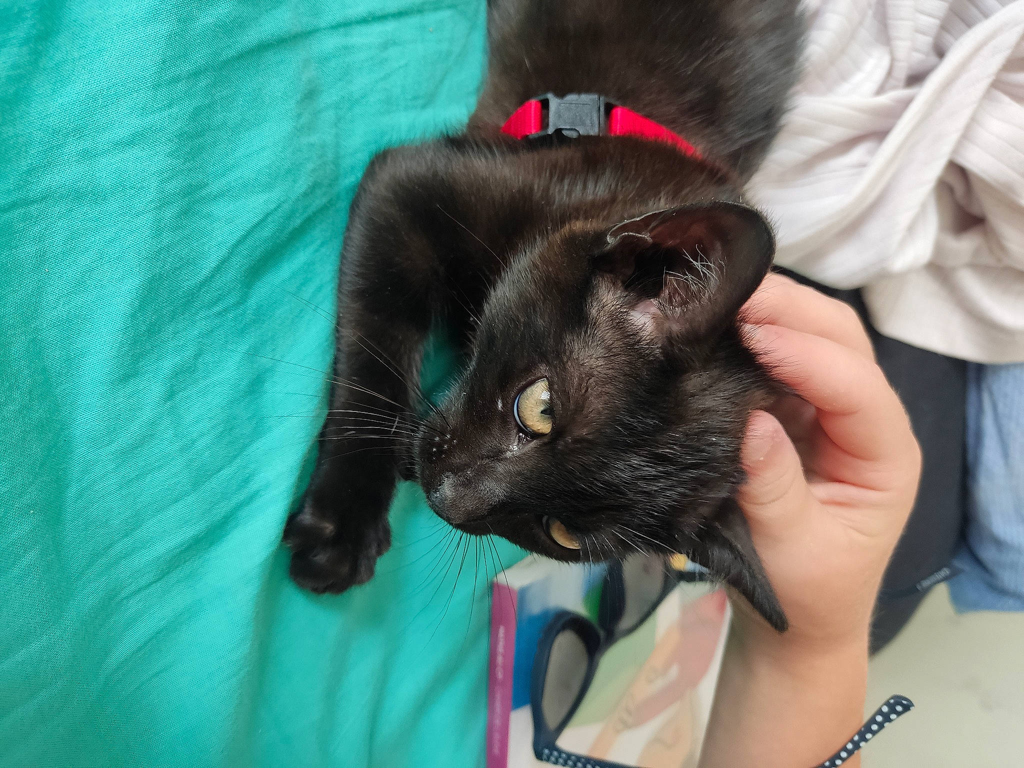 Petitetach a rejoint le concours — aidez-le/la à gagner de superbes lots ! black_cat, bombay, canidae, carnivore, cat, claw, comfort, companion_dog, dog_breed, domestic_short_haired_cat, ear, electric_blue, felidae, fur, gesture, nail, plant, small_to_medium_sized_cats, snout, whiskers