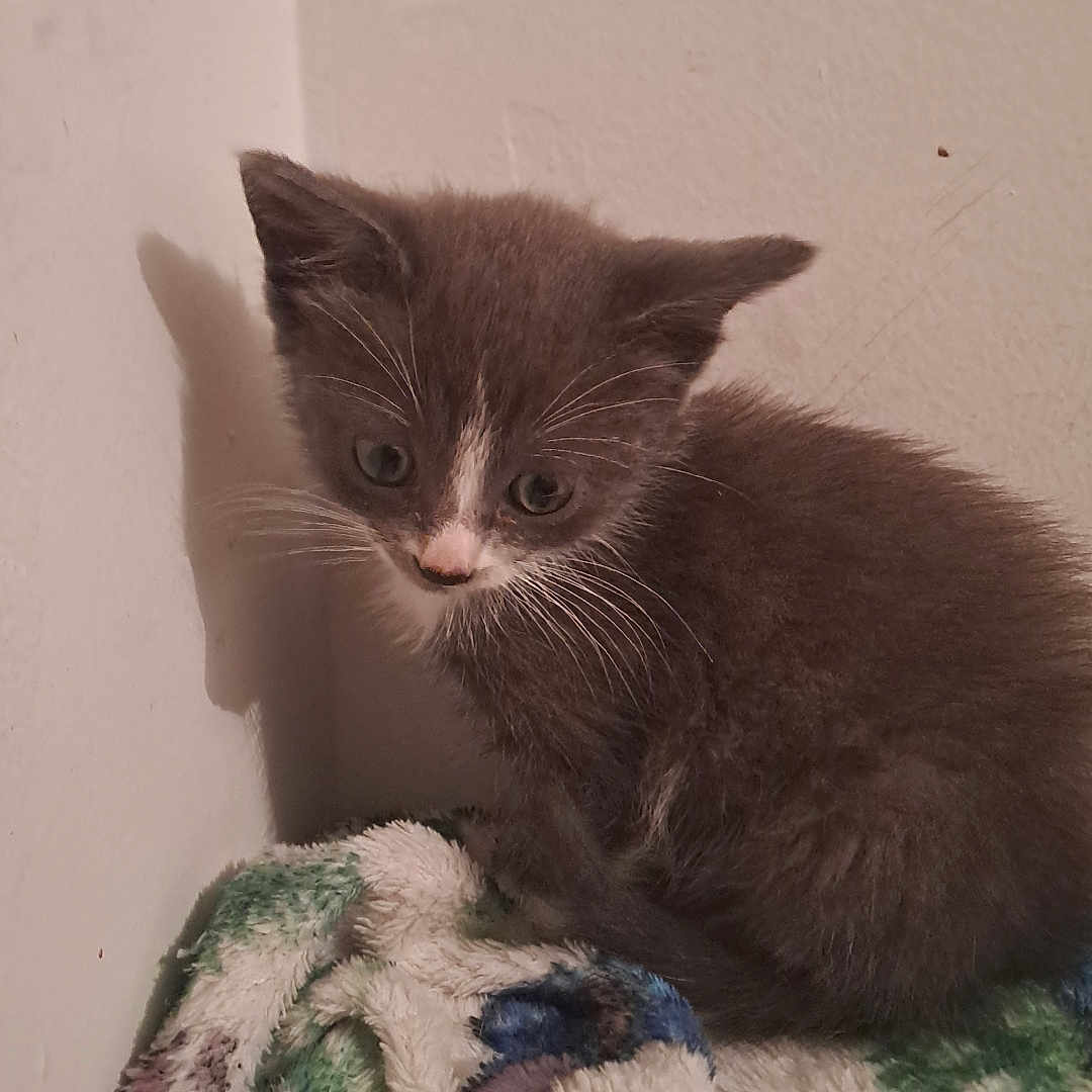 Athena a rejoint le concours — aidez-le/la à gagner de superbes lots ! animal, blanket, cat, corner, curled_up, cute, eyes, fur, gray_cat, indoor, kitten, pet, resting, shadow, small_animal, soft_texture, wall, whiskers, white_markings, young_cat