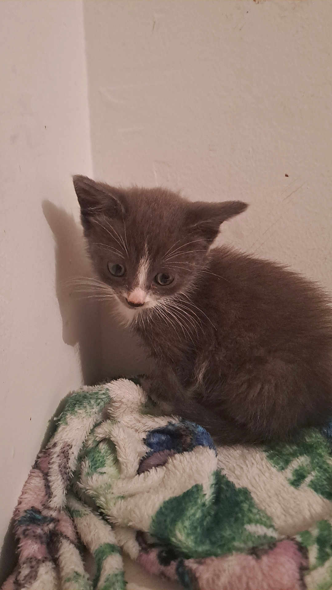 Athena