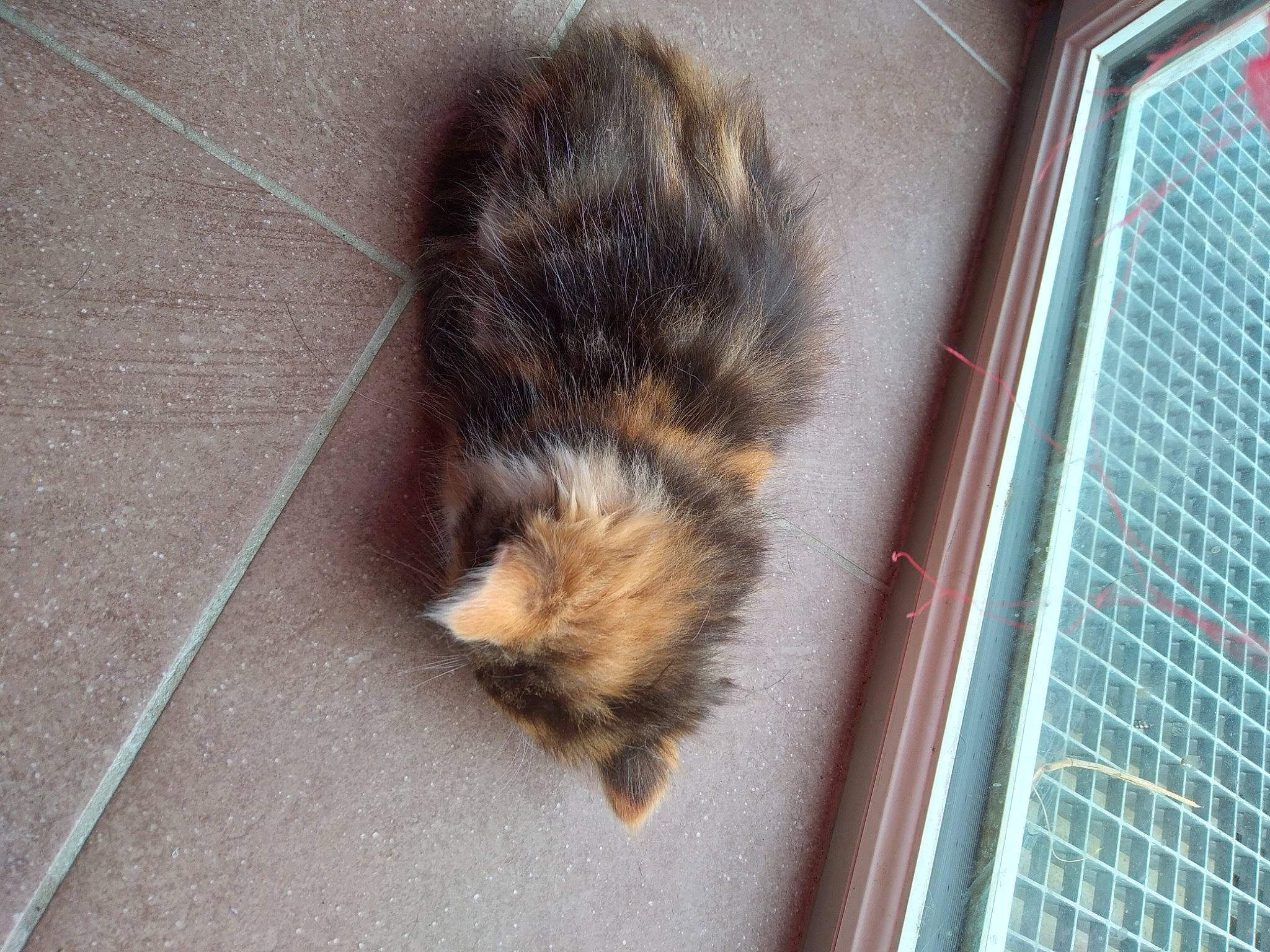 Starlette a rejoint le concours — aidez-le/la à gagner de superbes lots ! claw, felidae, flooring, fur, mesh, mustelidae, rodent, small_to_medium_sized_cats, tail, terrestrial_animal, whiskers, wildlife, window, wood