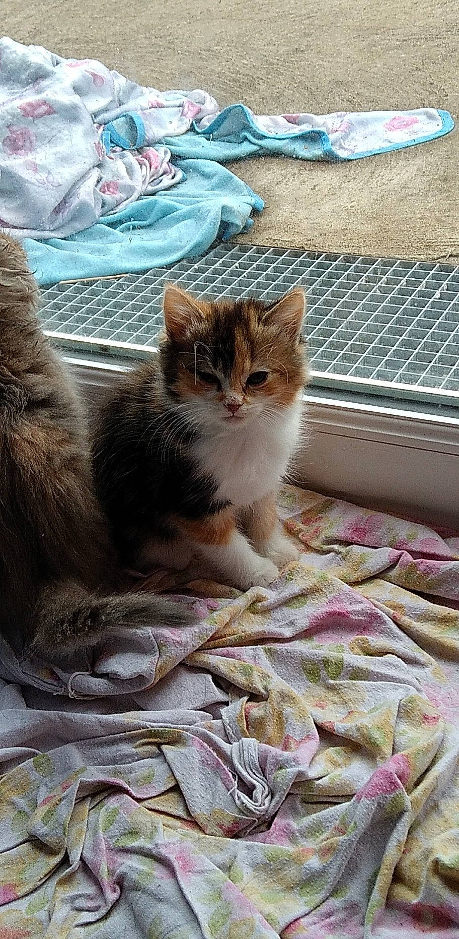 Starlette a rejoint le concours — aidez-le/la à gagner de superbes lots ! carnivore, cat, comfort, domestic_short_haired_cat, fawn, felidae, foot, fur, grass, grey, human_leg, linens, paw, sitting, small_to_medium_sized_cats, snout, tail, vertebrate, whiskers, wood