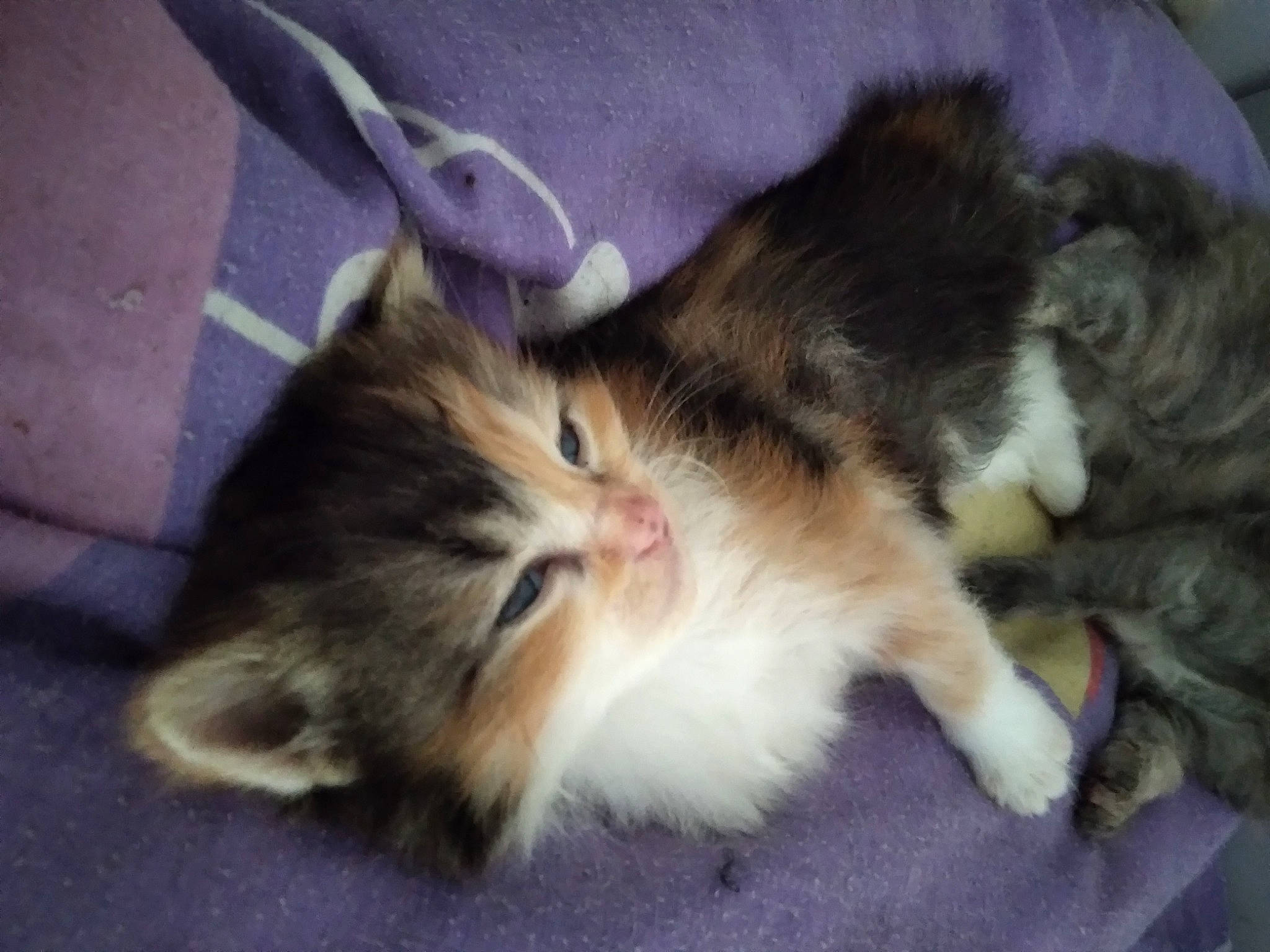 Starlette a rejoint le concours — aidez-le/la à gagner de superbes lots ! carnivore, cat, claw, comfort, companion_dog, dog_breed, domestic_short_haired_cat, fawn, felidae, flooring, foot, fur, human_leg, lap, paw, small_to_medium_sized_cats, snout, tail, terrestrial_animal, whiskers