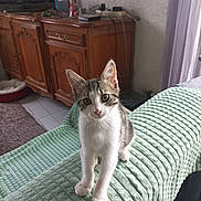 Nala a rejoint le concours — aidez-le/la à gagner de superbes lots ! kitten, cat, tabby, white_fur, pet, animal, standing, portrait, indoors, bedroom, blanket, green_blanket, wooden_cabinet, television, furniture, curtain, window, cozy, cute, photography