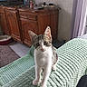 kitten, cat, tabby, white_fur, pet, animal, standing, portrait, indoors, bedroom, blanket, green_blanket, wooden_cabinet, television, furniture, curtain, window, cozy, cute, photography