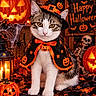 Nala participe au concours pour gagner de l'argent avec cette photo : cat, kitten, halloween, costume, witch_hat, cape, bow_tie, pumpkin, jack_o_lantern, skeleton, spider, cobweb, bat, autumn_leaves, orange, black, indoor, portrait, festive, decoration