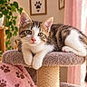 Nala participe au concours pour gagner de l'argent avec cette photo : cat, kitten, tabby, white_fur, pet, animal, portrait, indoors, cat_tree, scratching_post, sitting, lying_down, dangling_paws, long_tail, green_plant, blanket, cozy_home, window, sunlight, paw_art