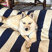 Hachiko joined the competition — help win amazing prizes! animal, blue_eyes, canine, collar, companion, cushion, cute, dog, domestic_animal, floor, fluffy, fur, furniture, home, indoor, lying_down, mammal, pet, relaxed, striped