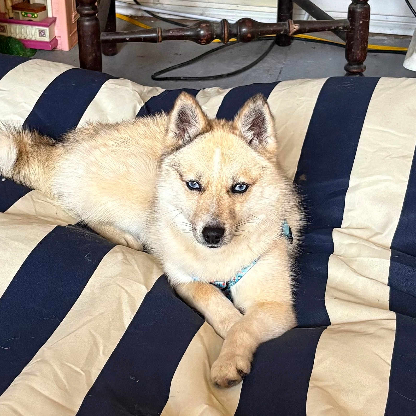 Hachiko