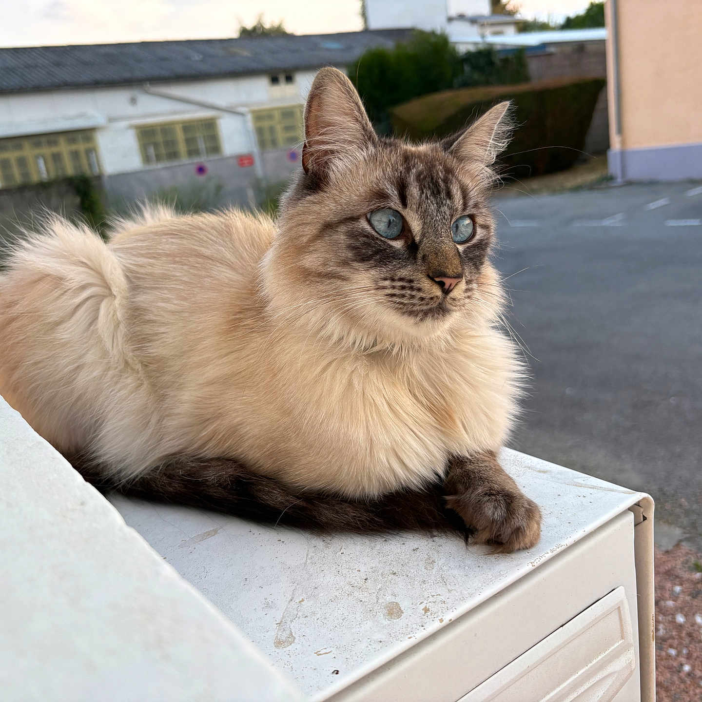 Baggy a rejoint le concours — aidez-le/la à gagner de superbes lots ! cat, fluffy, long_hair, blue_eyes, tabby, cream_fur, pet, animal, portrait, sitting, lounging, windowsill, outdoor, residential, street, building, car, daylight, whiskers, alert