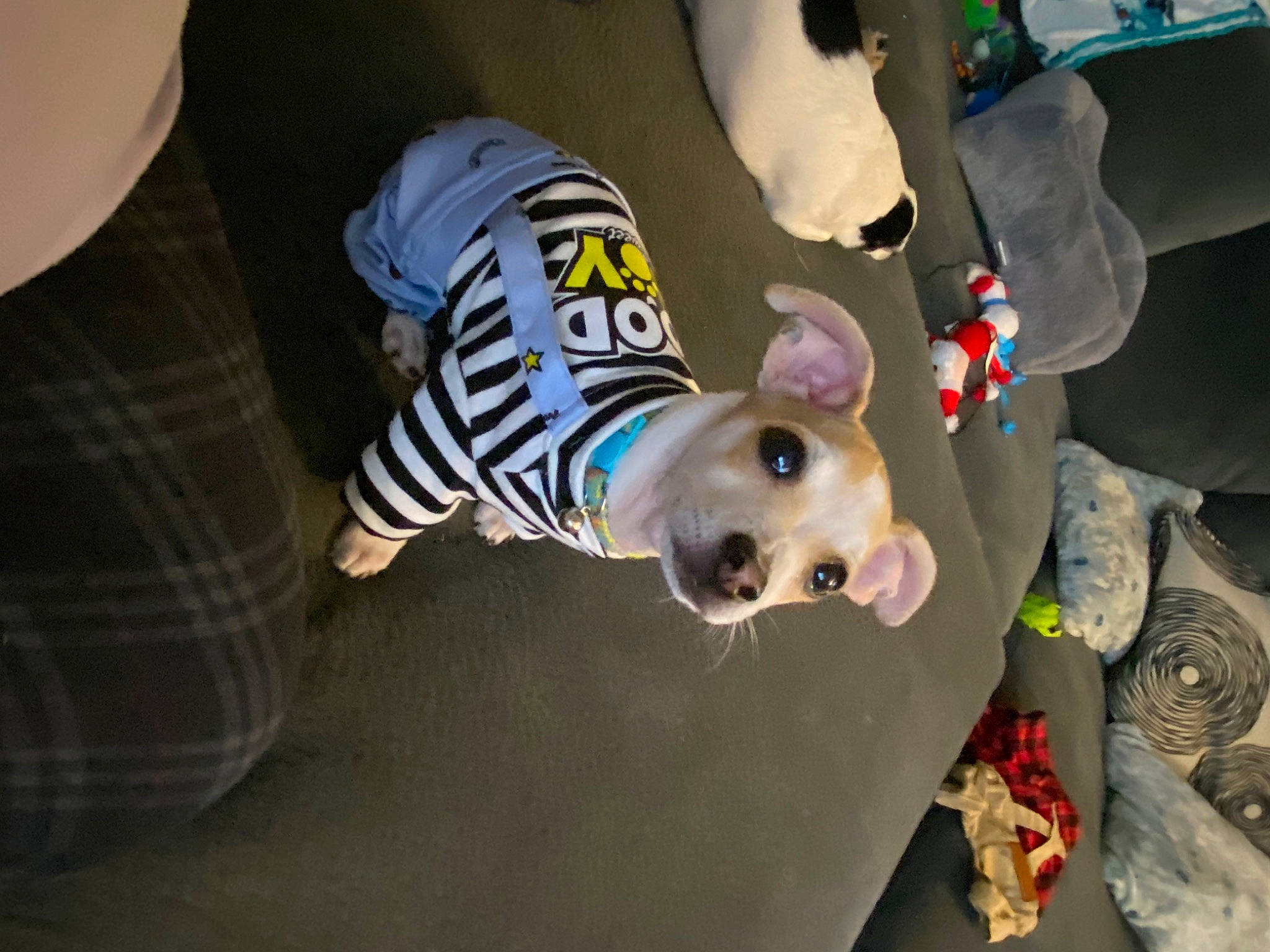 Doby joined the competition — help win amazing prizes! canidae, carnivore, companion_dog, costume, dog_breed, dog_clothes, flooring, fun, fur, non_sporting_group, personal_protective_equipment, sleeve, sporting_group, sportswear, toy, tree