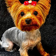 Layla Dior is registered to the contest to win money with this photo: dog, yorkshire_terrier, pet, animal, bow, fur, ears, black_background, cute, small_dog, portrait, fluffy, looking_at_camera, sitting, adorable, groomed, companion, domestic_animal, animal_portrait, red_bow