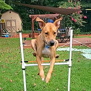 Negev joined the competition — help win amazing prizes! dog, jumping, agility, outdoor, grass, backyard, fence, pet, exercise, play, animal, ears, collar, greenery, garden, leisure, summer, active, canine, training