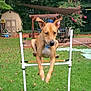 dog, jumping, agility, outdoor, grass, backyard, fence, pet, exercise, play, animal, ears, collar, greenery, garden, leisure, summer, active, canine, training