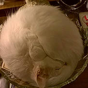 Blue joined the competition — help win amazing prizes! animal, cat, cozy, curled_up, cute, domestic_cat, fluffy, fur, glass_bowl, indoor, nap, peaceful, pet, quiet, relaxed, resting, round, sleeping, table, white_cat