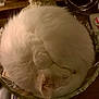 animal, cat, cozy, curled_up, cute, domestic_cat, fluffy, fur, glass_bowl, indoor, nap, peaceful, pet, quiet, relaxed, resting, round, sleeping, table, white_cat