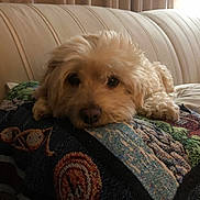 Miss Money Penny is registered to the contest to win money with this photo: dog, couch, blanket, indoor, pet, lying_down, fur, cozy, pattern, home, resting, animal, cute, comfortable, portrait, furniture, living_room, relaxing, nose, ears