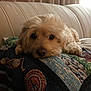 dog, couch, blanket, indoor, pet, lying_down, fur, cozy, pattern, home, resting, animal, cute, comfortable, portrait, furniture, living_room, relaxing, nose, ears
