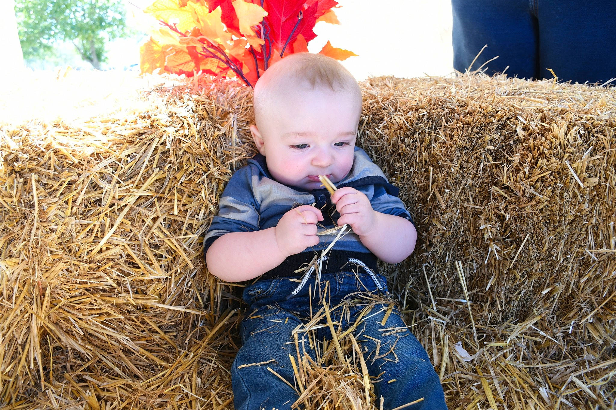 Ryan joined the competition — help win amazing prizes! agriculture, baby, baby_toddler_clothing, child, event, fur, grass, grass_family, happy, hay, human_leg, people_in_nature, person, plant, pumpkin, sitting, soil, straw, toddler, tree