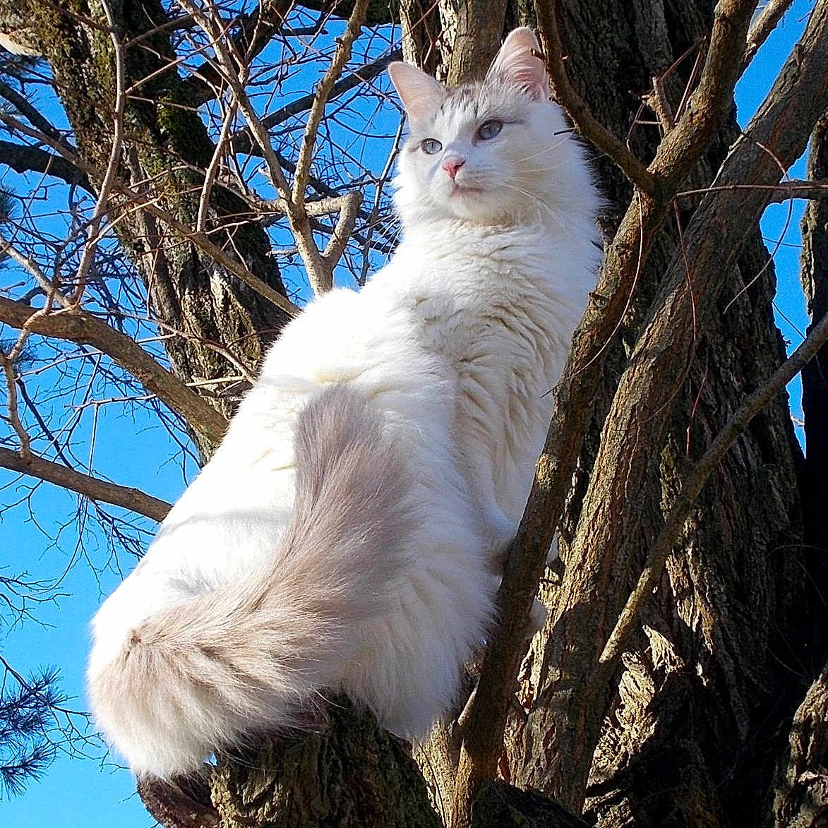 Bagnat a rejoint le concours — aidez-le/la à gagner de superbes lots ! alert, animal, blue_sky, branch, branches, cat, daytime, fluffy, fur, majestic, nature, outdoor, perched, pet, sky, sunlight, tail, tree, white_cat, wildlife