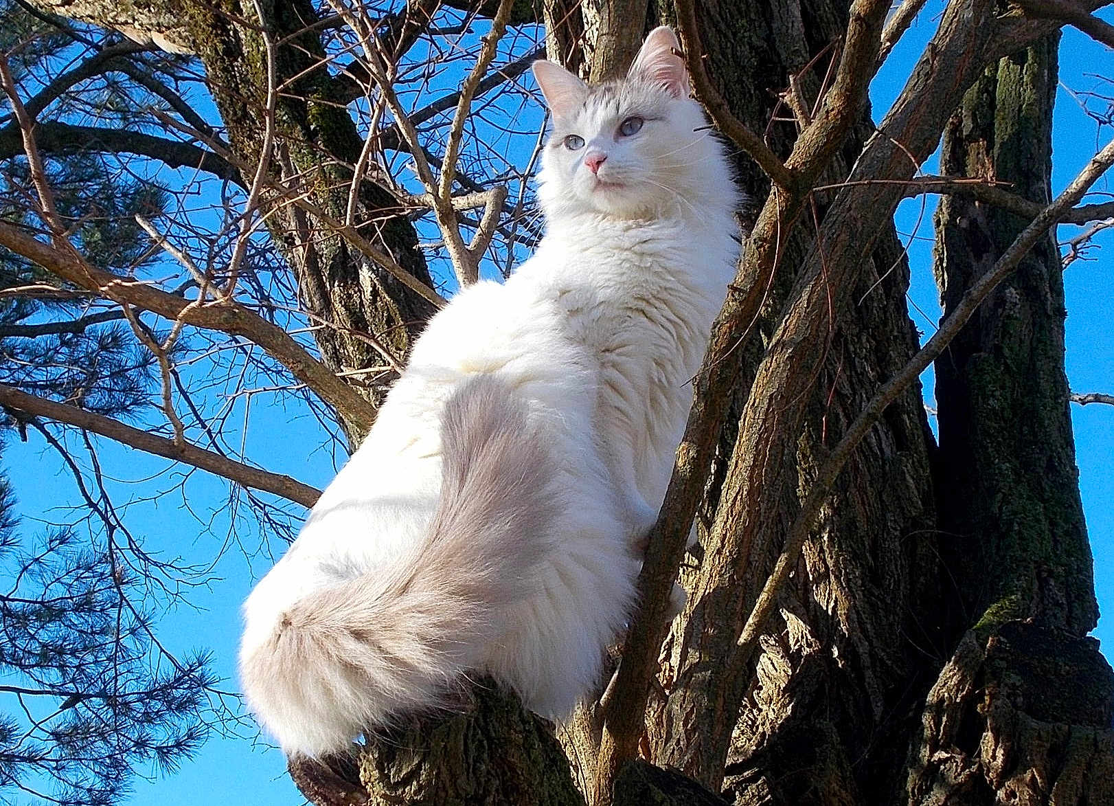 Bagnat a rejoint le concours — aidez-le/la à gagner de superbes lots ! cat, tree, outdoor, nature, animal, fluffy, white_cat, tail, branches, sky, sunlight, perched, majestic, wildlife, fur, daytime, blue_sky, pet, alert, branch