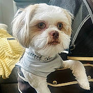 Whiskey joined the competition — help win amazing prizes! dog, small_dog, pet, fluffy, collar, jewelry, stroller, indoor, blanket, yellow_blanket, furniture, cushion, white_fur, brown_fur, cute, animal, domestic_animal, relaxed, portrait, closeup