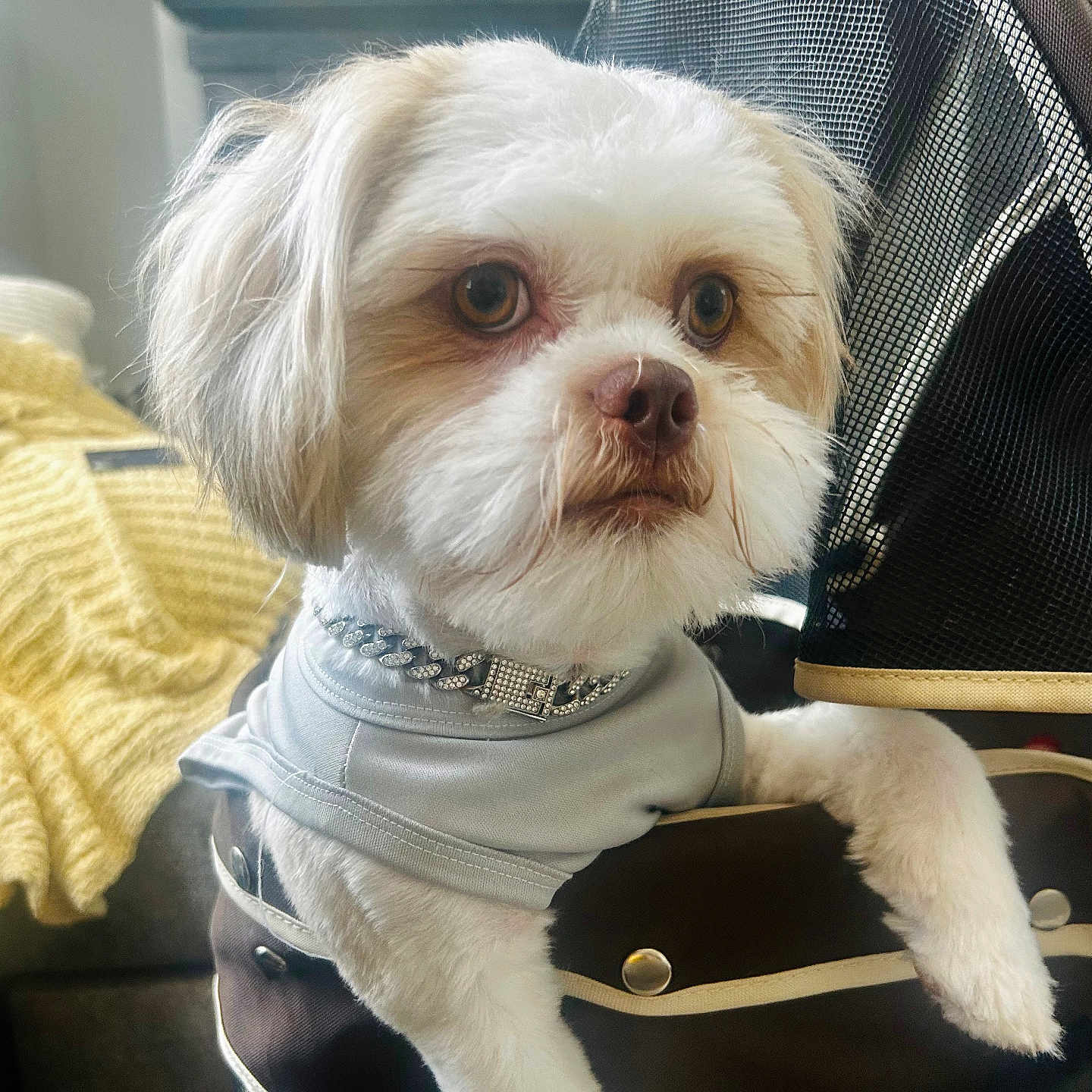 Whiskey joined the competition — help win amazing prizes! animal, blanket, brown_fur, closeup, collar, cushion, cute, dog, domestic_animal, fluffy, furniture, indoor, jewelry, pet, portrait, relaxed, small_dog, stroller, white_fur, yellow_blanket