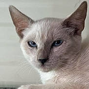 Sid Vicious joined the competition — help win amazing prizes! animal, blue_eyes, cat, close_up, cute, ears, face, feline, fur, indoor, light_fur, looking, metal_grid, muzzle, paw, pet, portrait, relaxed, resting, whiskers