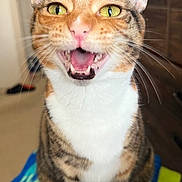 Sir joined the competition — help win amazing prizes! cat, tabby, pet, indoor, animal, feline, green_eyes, whiskers, mouth_open, sitting, colorful_blanket, fur, cute, portrait, happy, domestic, closeup, ears, pink_nose, eyes