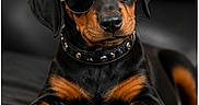 Blue Rico Max joined the competition — help win amazing prizes! accessory, animal, black_and_tan, black_couch, canine, collar, cute, doberman, dog, fashion, fur, indoor, lying_down, paw, pet, portrait, puppy, relaxed, studs, sunglasses