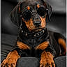 accessory, animal, black_and_tan, black_couch, canine, collar, cute, doberman, dog, fashion, fur, indoor, lying_down, paw, pet, portrait, puppy, relaxed, studs, sunglasses