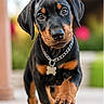 Blue Rico Max is registered to the contest to win money with this photo: animal, background_blur, black_and_tan, bone_tag, canine, chain, close_up, collar, cute, doberman, dog, eyes, fur, outdoor, paw, pet, portrait, puppy, walking, young_dog