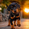 Blue Rico Max joined the competition — help win amazing prizes! adorable, animal, black_and_tan, bokeh, canine, closeup, collar, cute, doberman, dog, focused, golden_hour, nature, outdoor, path, pet, puppy, sunlight, walking, young