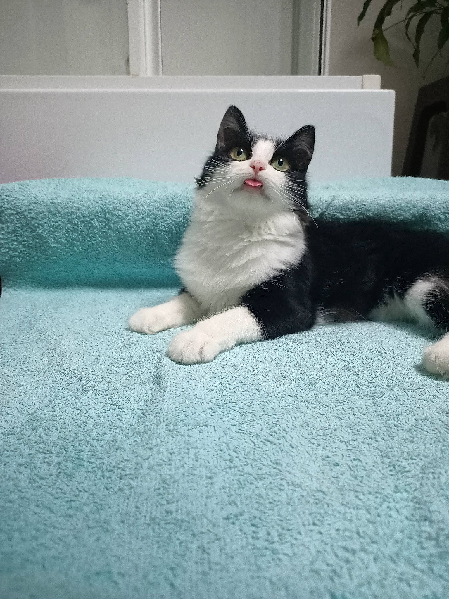 Suzy participe au concours pour gagner de l'argent avec cette photo : carnivore, cat, comfort, domestic_short_haired_cat, felidae, flooring, flowerpot, foot, fur, grey, houseplant, human_leg, paw, sitting, small_to_medium_sized_cats, snout, tail, whiskers, window, wood