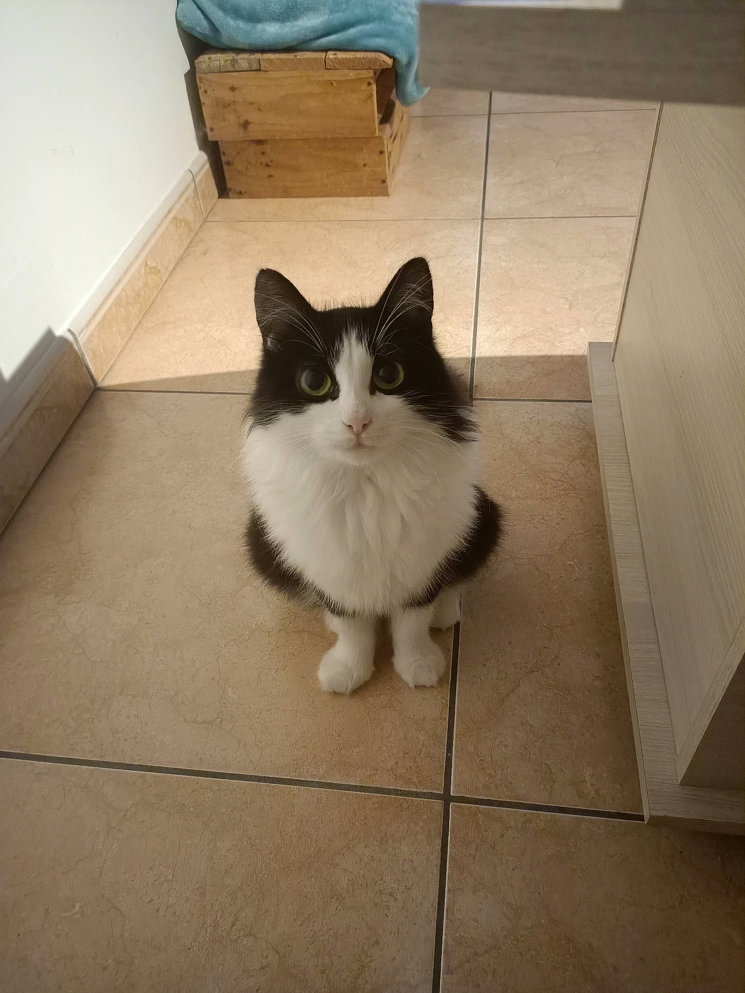 Suzy a rejoint le concours — aidez-le/la à gagner de superbes lots ! box, carnivore, cat, comfort, domestic_short_haired_cat, felidae, floor, flooring, fur, grey, hardwood, human_leg, paw, rectangle, shipping_box, small_to_medium_sized_cats, snout, tail, whiskers, wood