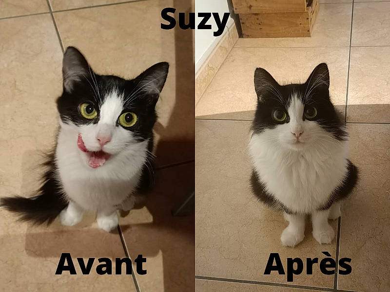 Suzy participe au concours pour gagner de l'argent avec cette photo : box, carnivore, cat, domestic_short_haired_cat, felidae, font, formal_wear, fur, grey, line, packaging_and_labeling, paper_product, paw, photo_caption, rectangle, small_to_medium_sized_cats, snout, tail, terrestrial_animal, whiskers