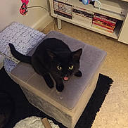 Mowgli participe au concours pour gagner de l'argent avec cette photo : black_cat, books, bookshelf, carpet, cat, cat_toys, curious, electronics, floor, furniture, home, indoor, looking_up, mouth_open, ottoman, pet, rug, scratcher, toy_birds, yellow_eyes