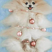 Mia is registered to the contest to win money with this photo: adorable, blue_background, celebration, christmas, christmas_tree, cute, decorated, dog, festive, fluffy, garland, gift_box, holiday, indoors, lying_down, ornaments, pet, pink_bow, present, smiling