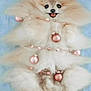 adorable, blue_background, celebration, christmas, christmas_tree, cute, decorated, dog, festive, fluffy, garland, gift_box, holiday, indoors, lying_down, ornaments, pet, pink_bow, present, smiling