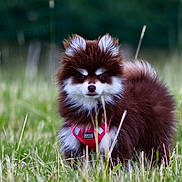 Bloom participe au concours pour gagner de l'argent avec cette photo : puppy, dog, brown_fur, white_fur, red_harness, grass, outdoor, nature, cute, fluffy, small_dog, alert, pet, animal, canine, young_dog, field, portrait, daylight, fur
