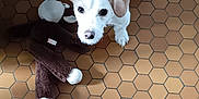 Tobby participe au concours pour gagner de l'argent avec cette photo : animal, brown_toy, curious, dog, domestic, ears, floor_pattern, fur, hexagonal_tiles, home, indoor, looking_up, monkey_toy, pet, playful, standing, stuffed_toy, tail, tile_floor, white_dog