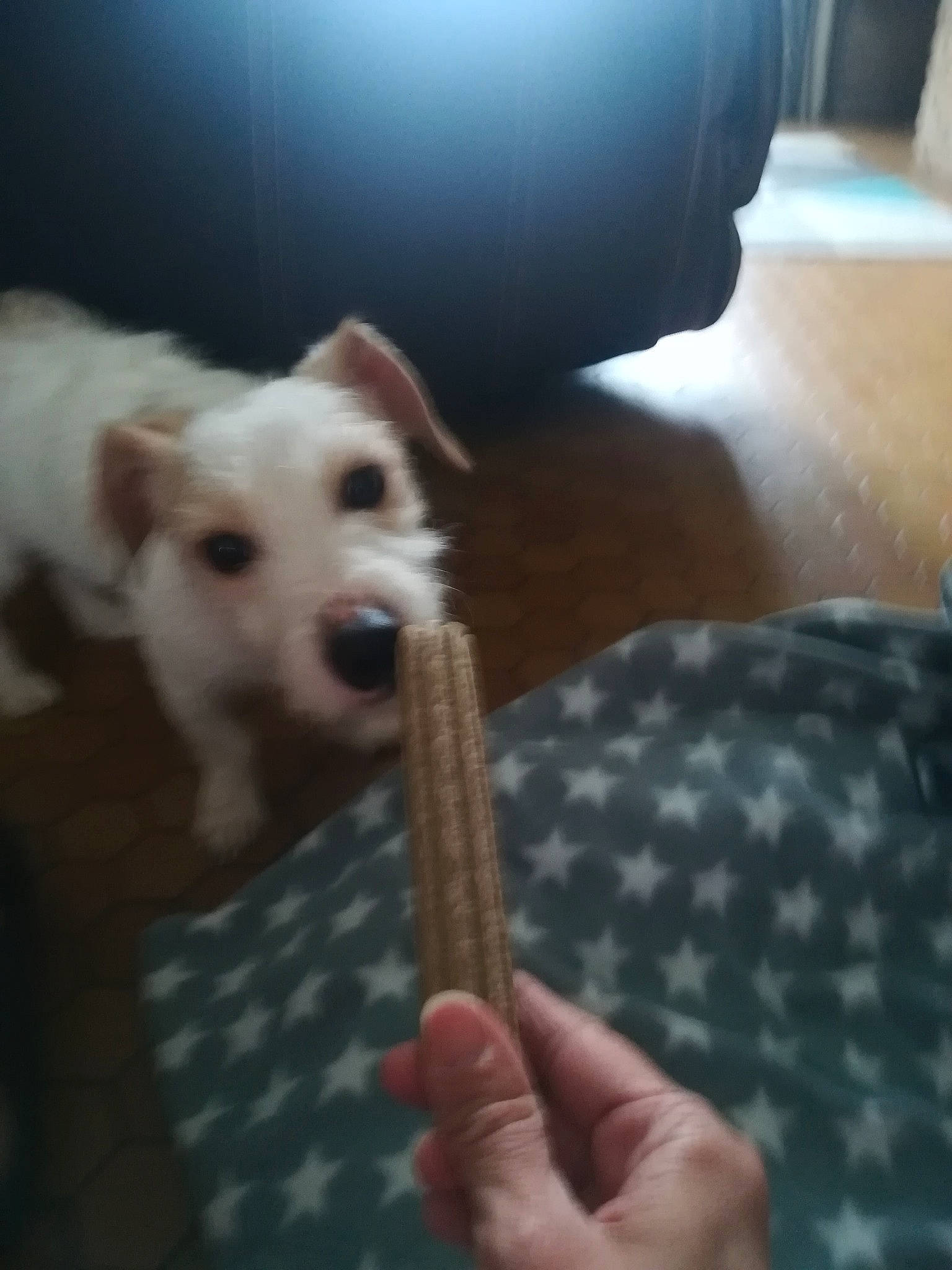 Toby participe au concours pour gagner de l'argent avec cette photo : canidae, carnivore, comfort, companion_dog, dog, dog_breed, ear, fawn, flooring, fur, gesture, musical_instrument, musical_instrument_accessory, non_sporting_group, pattern, sporting_group, thumb, whiskers, wood, working_animal