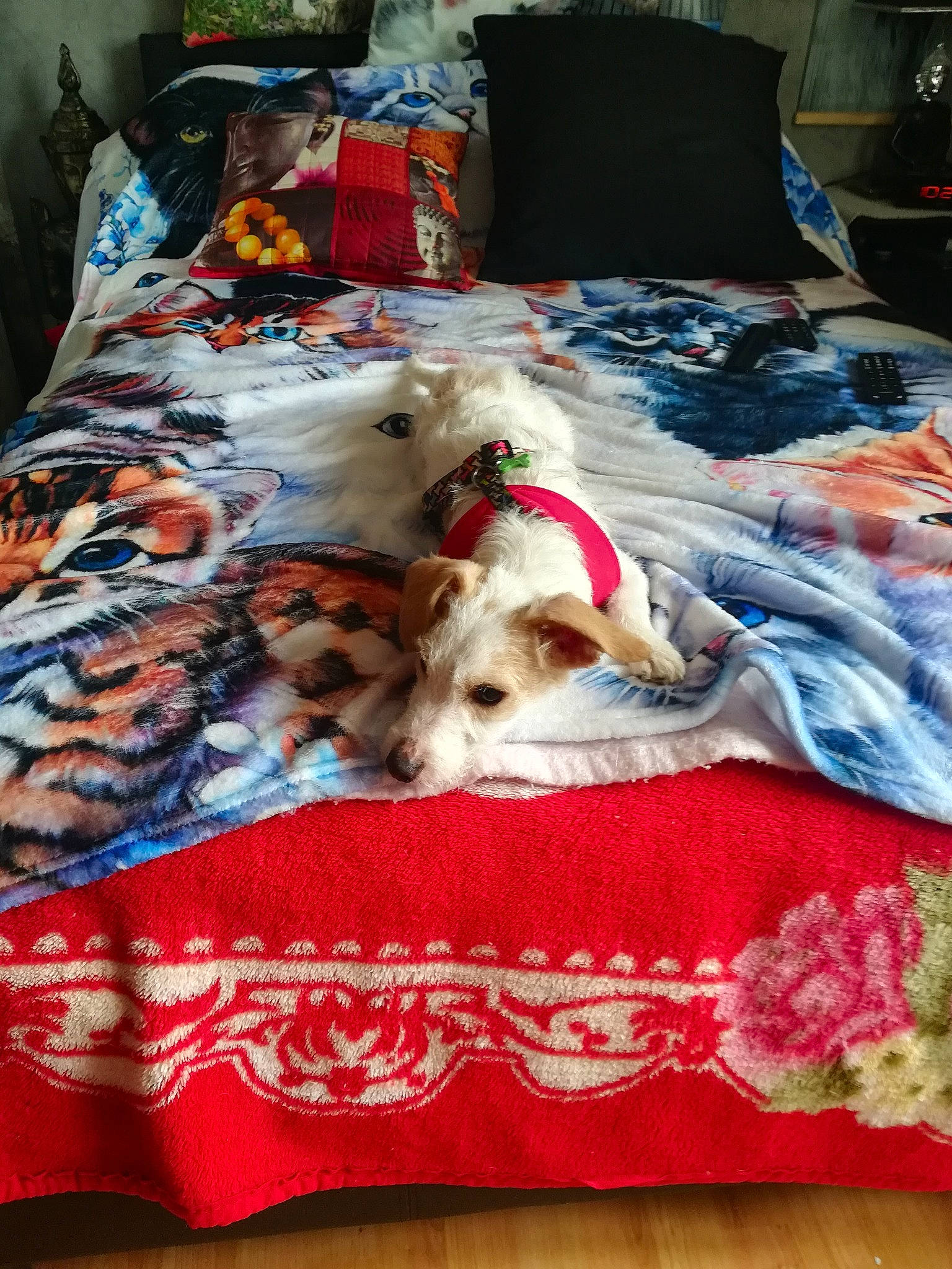 Toby a rejoint le concours — aidez-le/la à gagner de superbes lots ! bed, bed_sheet, bedding, bedroom, canidae, carnivore, comfort, companion_dog, dog, dog_breed, dog_supply, duvet, fawn, fur, linens, pattern, pillow, room, sporting_group, textile