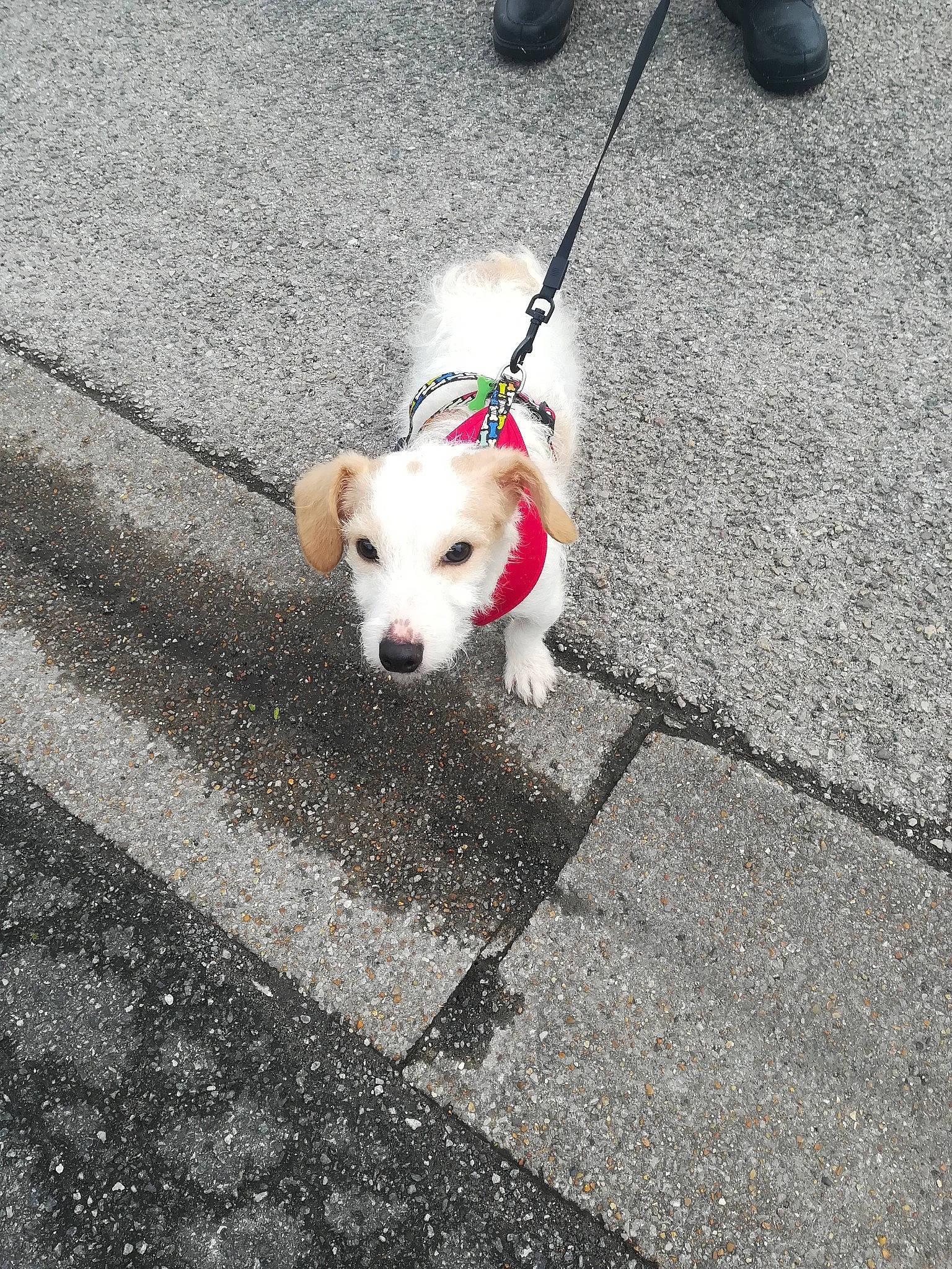 Toby participe au concours pour gagner de l'argent avec cette photo : asphalt, canidae, carnivore, collar, companion_dog, concrete, dog, dog_breed, dog_collar, dog_supply, fashion_accessory, flooring, leash, pet_supply, road_surface, sidewalk, snout, sporting_group, tail, working_animal